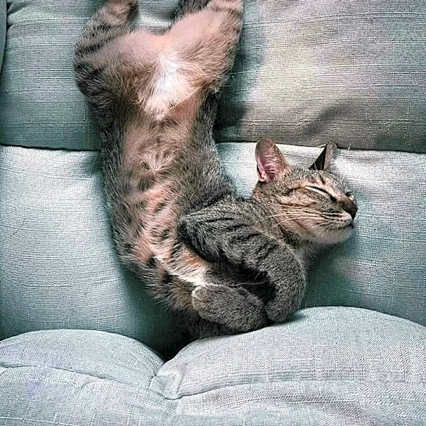 Veterinary Experts Highlight Cat Sleeping Positions as Potential Health Indicators