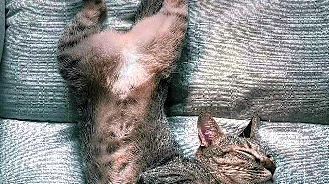 Veterinary Experts Highlight Cat Sleeping Positions as Potential Health Indicators