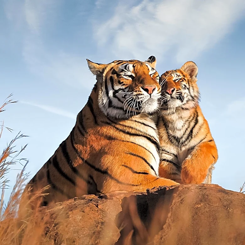 David E. Kelley Launches 'Live Migrations' Nature Series Featuring Real-Time Animal Journeys