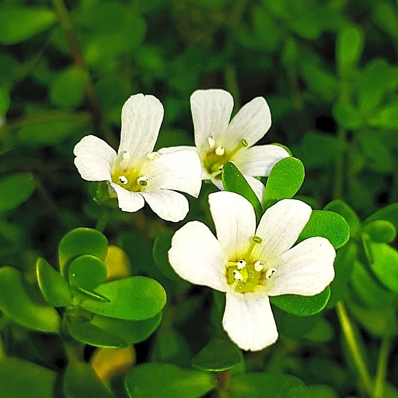 Brahmi Plant: Ayurvedic Herb Bacopa Monnieri Explored for Cognitive Benefits