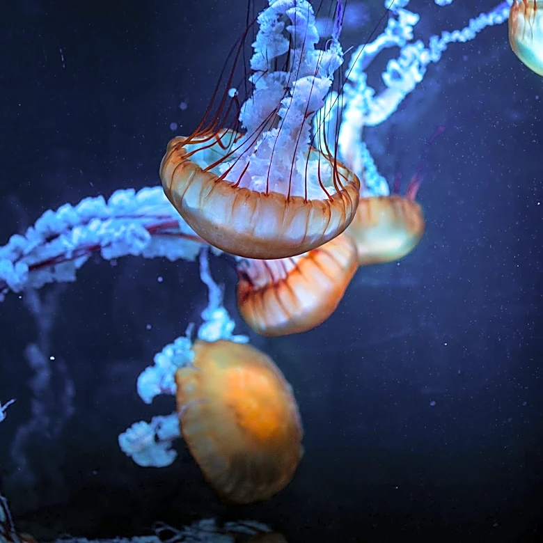 Florida Museum Opens as First U.S. Facility Exclusively Dedicated to Jellyfish
