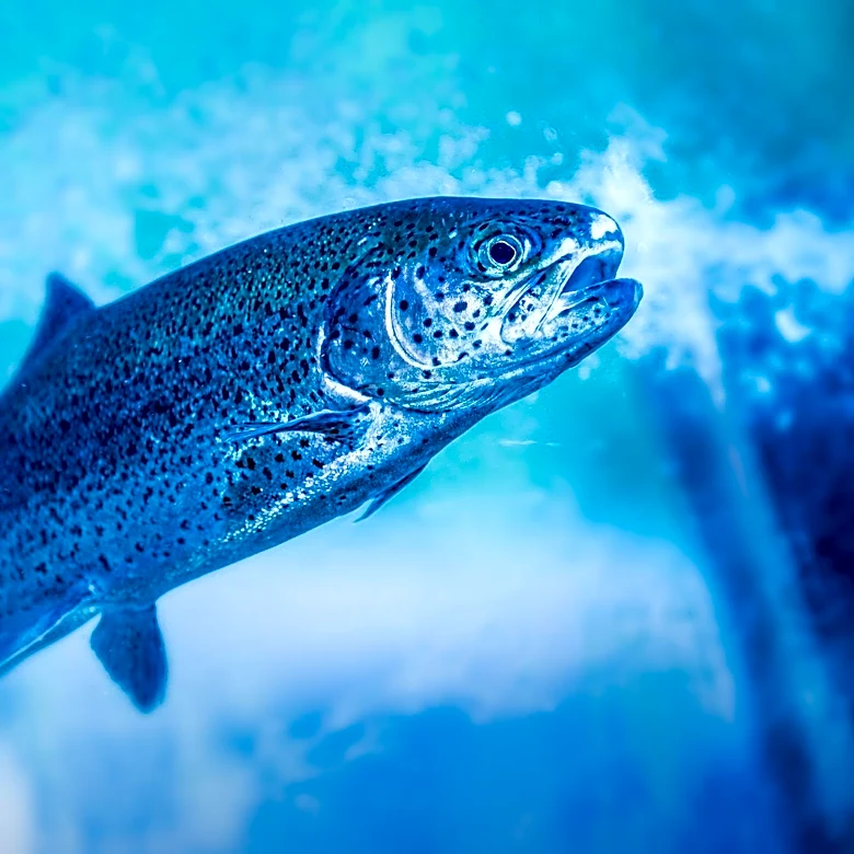 Microalgal Astaxanthin Shows Promise as Sustainable Pigment for Rainbow Trout in Aquaculture