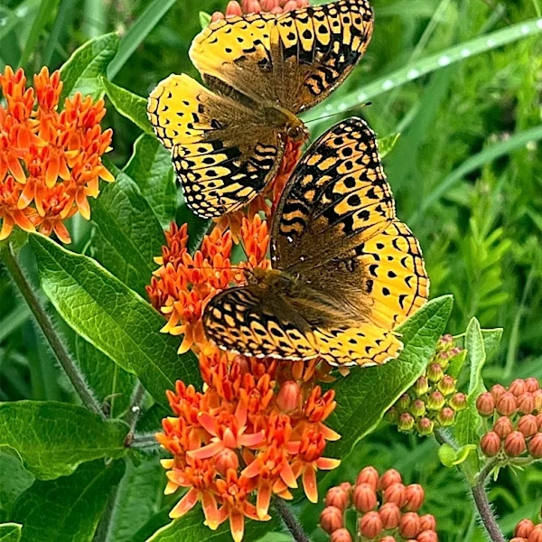 Rochester Homeowners Transform Yard into Native Plant Garden to Restore Wildlife Habitat