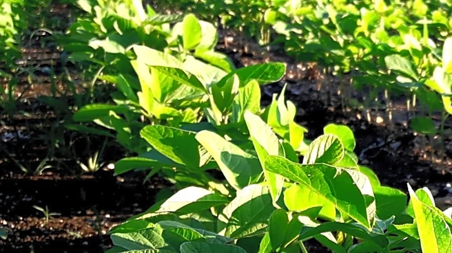 Illinois Regulators Propose Allowing Outdoor Cannabis Cultivation for Licensed Producers