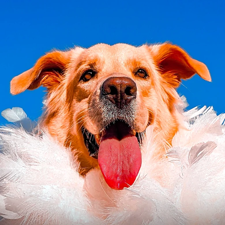 Local Rescue Dog Uzo Becomes Top-10 Finalist in People Magazine's World's Cutest Rescue Dog Contest