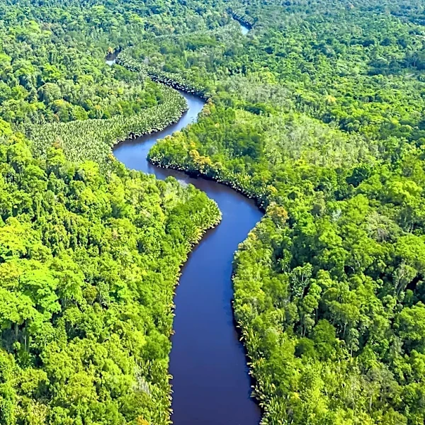 Domtar and NatureServe Partner to Enhance Forest Biodiversity in Mississippi