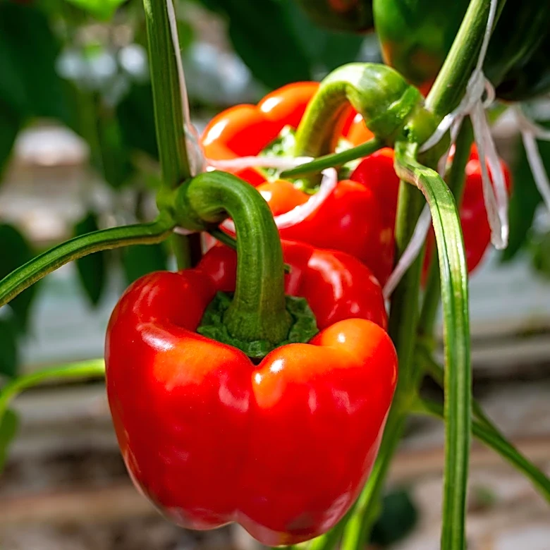 Bell Pepper Color Differences Explained: Ripening Stages Impact Flavor and Use