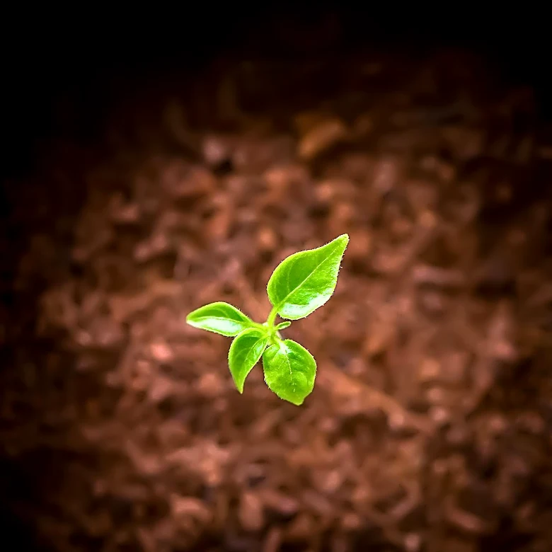 UK AI Startup Callosum Secures $100 Million Seed Round, Challenges AI Monoculture