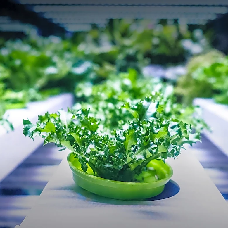 Shangri-La Farms Proposes Large Cannabis Cultivation Facility in Smyrna, Delaware Amidst Local Opposition