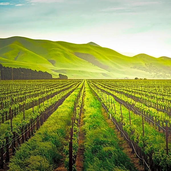 Napa Valley Grapegrowers Discuss Regenerative Organic Certification and Sustainable Farming