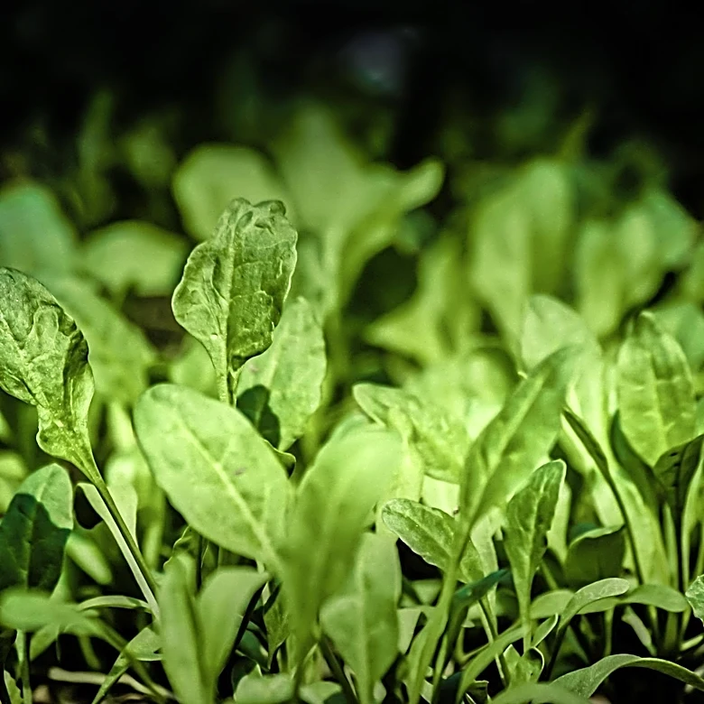Comfrey Cultivation Recommended at Compost Bin Bases to Enhance Garden Fertility