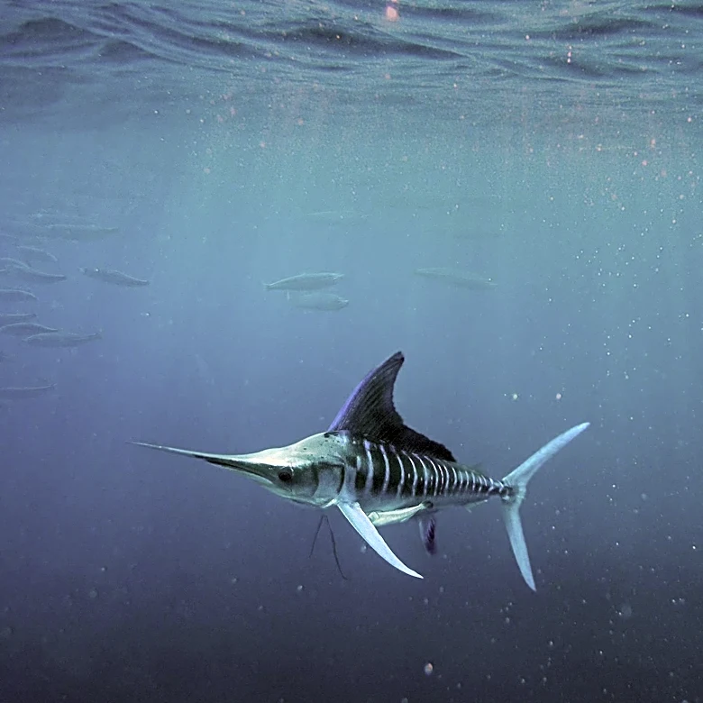 Massachusetts Boat Hauls in 1,260-Pound Blue Marlin, Potentially East Coast Record