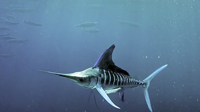 Massachusetts Boat Hauls in 1,260-Pound Blue Marlin, Potentially East Coast Record