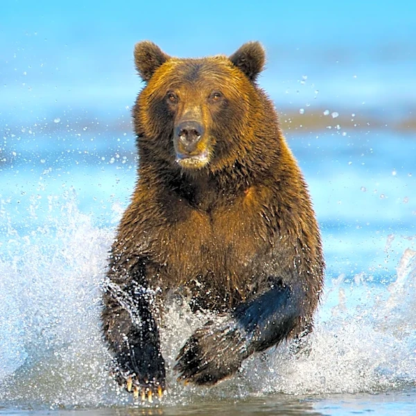 New Children's Book 'Big Fat Bear Battle!' Celebrates Katmai's Famous Bears as Wrestlers