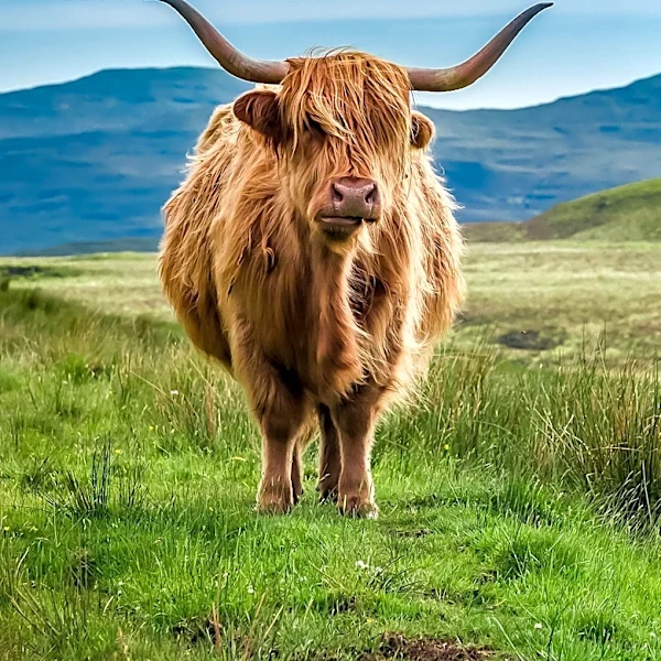 Highland Cow Trend Gains Momentum as Lifestyle Icon and Agritourism Driver