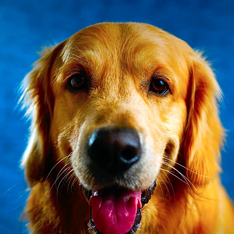 Dogs Exhibit Advanced Understanding of Human Behavior and Routines
