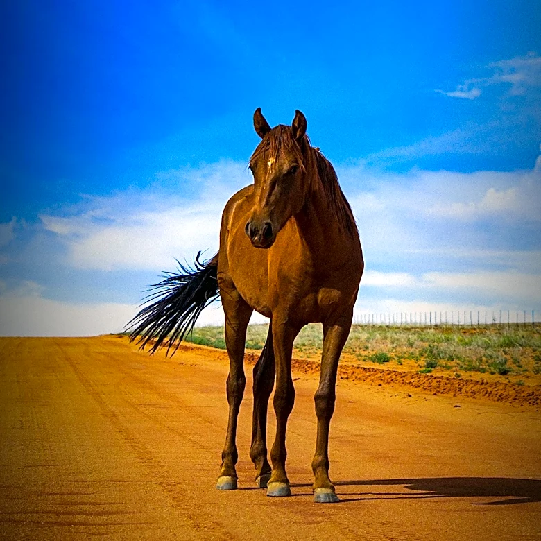 California Singer Mikayla Khramov Features Rescue Horse Yupia on Debut Album