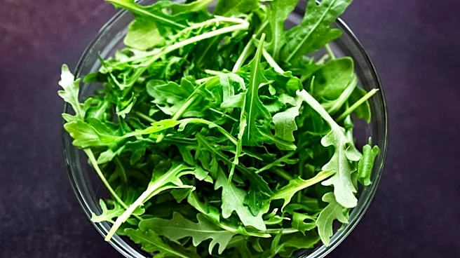 Arugula Cultivation Offers Fast Fall Harvest for Small Gardens