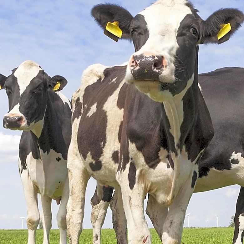U.S. to Resume Mexican Cattle Imports Amid New Screwworm Controls and Supply Shortages