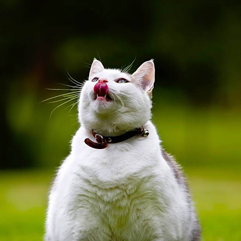 Pet Obesity Leads to Serious Health Issues Including Diabetes and Joint Degeneration