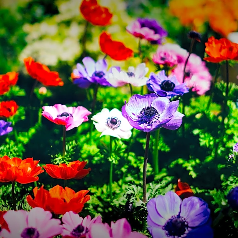 Historical Perennials, Including Japanese Anemone, Experience Resurgence in Gardening Trends