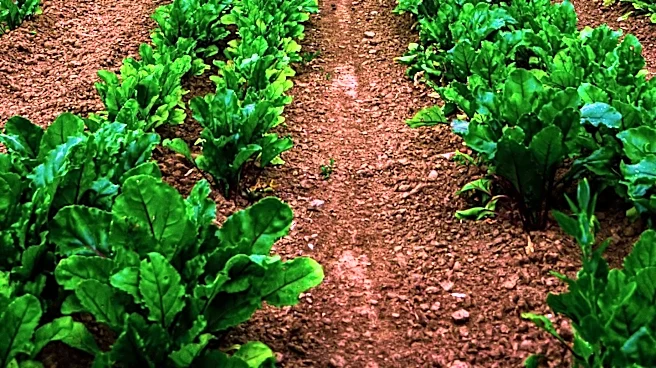 Archer Daniels Midland Invests $16 Million to Expand Kentucky Natural Colors Site