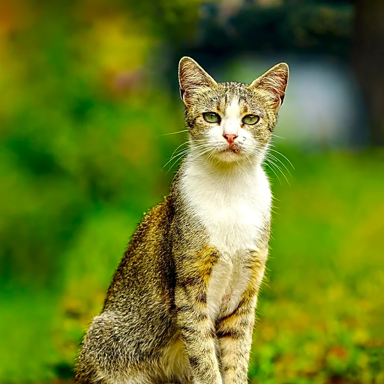 Park Hill Neighborhood Hosts Third Annual Cat Tour, Fostering Community Connection