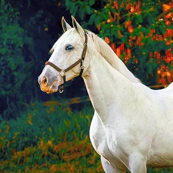 Hoosier Classic Sale Company to Host Buckeye Classic Yearling Sale in Ohio