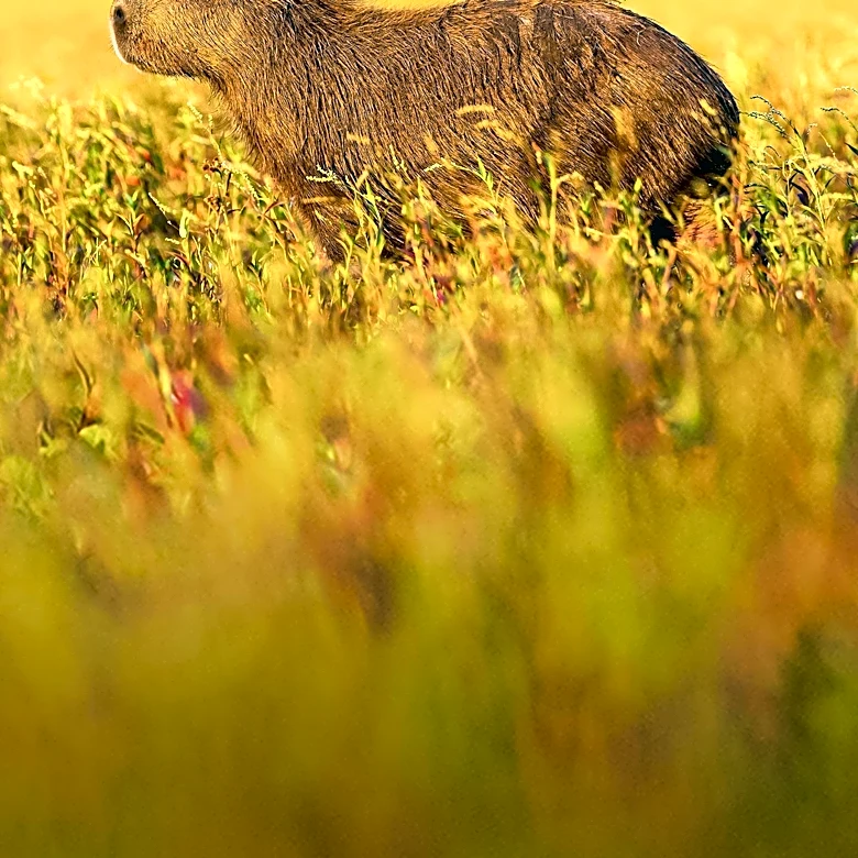 Capybara Cafe in St. Petersburg Offers Unique Animal Encounters, Supports Sanctuary