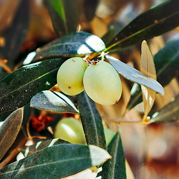 Uzbekistan and Azerbaijan Enhance Agricultural Cooperation, Focusing on Olive and Hazelnut Cultivation