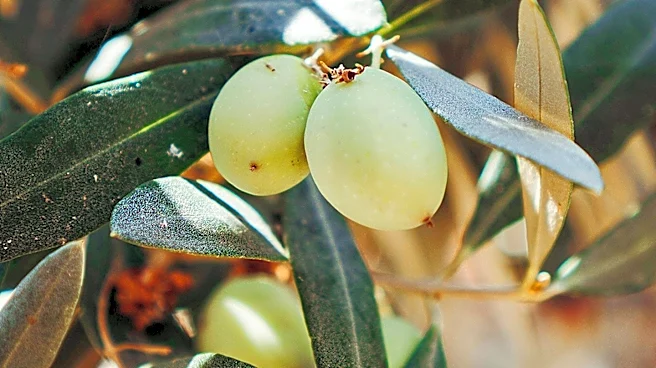 Uzbekistan and Azerbaijan Enhance Agricultural Cooperation, Focusing on Olive and Hazelnut Cultivation