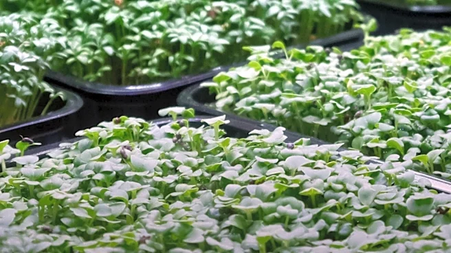 Japanese Companies Utilize AI and Sensor Technology to Advance Indoor Farming Amid Farmer Shortage