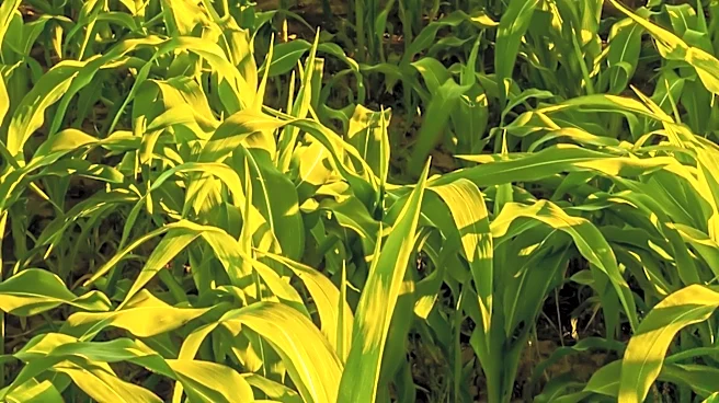 Nebraska Seed Corn Industry Faces Youth Labor Shortage for Detasseling