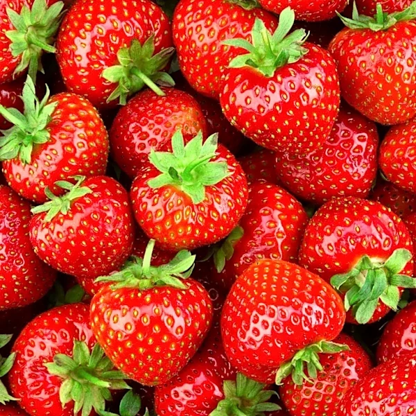 Driscoll's Strawberries Available Year-Round with Peak Season May Through July