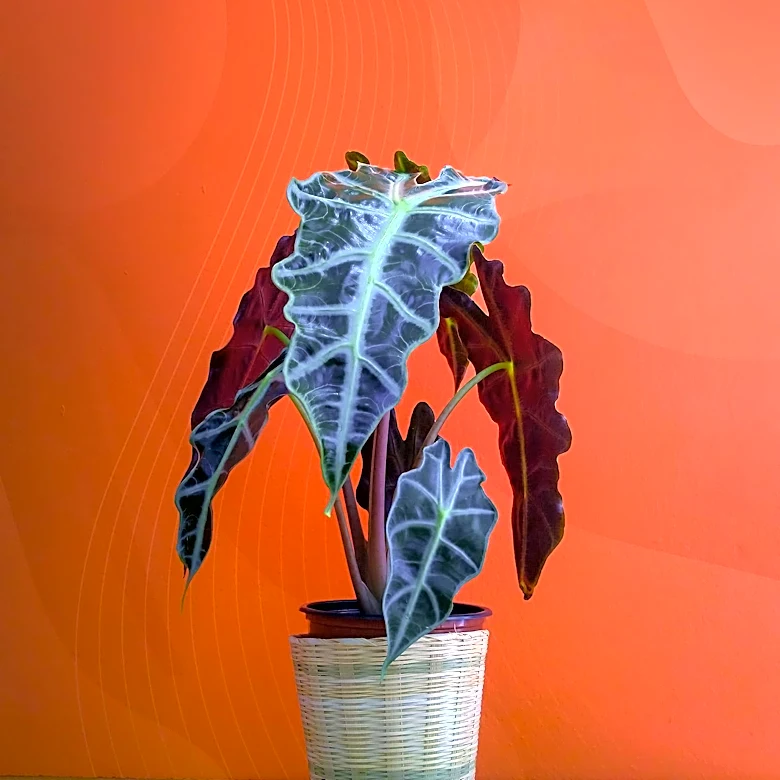 Dutch Boy Paints Unveils 'Deep Rooted' as 2027 Color of the Year, Emphasizing Joy and Community
