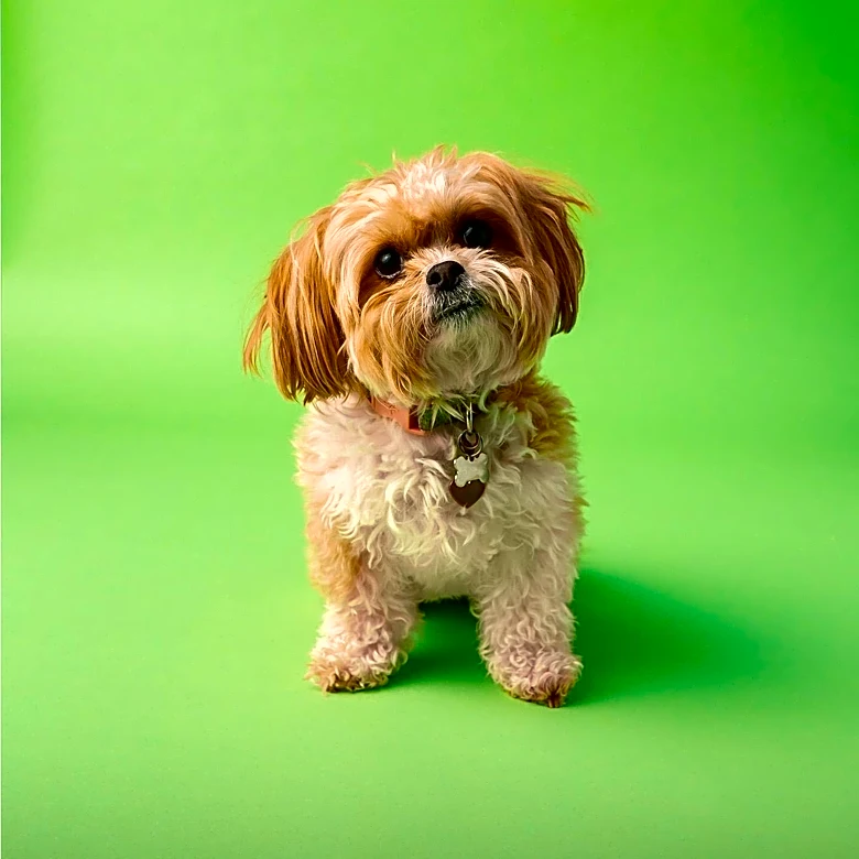 South Jersey Dog 'Good Boy Rogie' Achieves TikTok Sensation Status with Viral Song