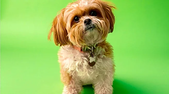 South Jersey Dog 'Good Boy Rogie' Achieves TikTok Sensation Status with Viral Song