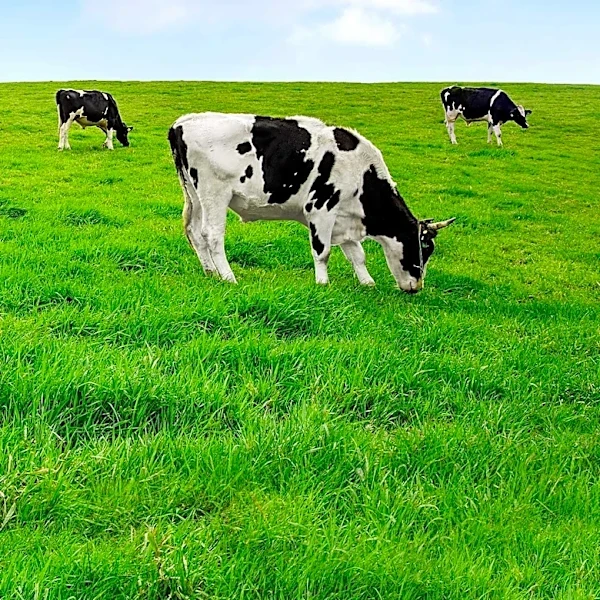 New Research Offers Meat Processors Improved Methane Emission Reporting Tools