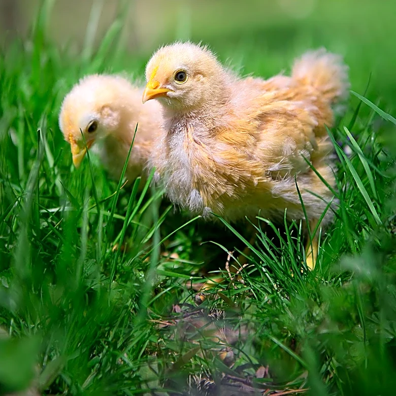 Open Wing Alliance Urges CJ Group to Adopt Global Cage-Free Policy Amidst South Korean Regulatory Changes