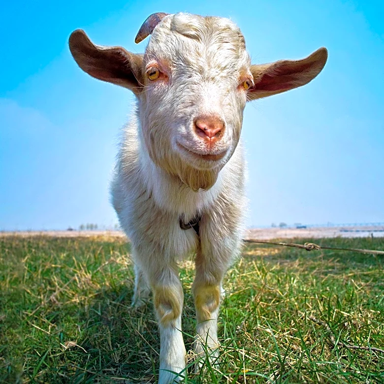 Billy Goat Moving Offers Specialized Small Moving Services in Fort Collins