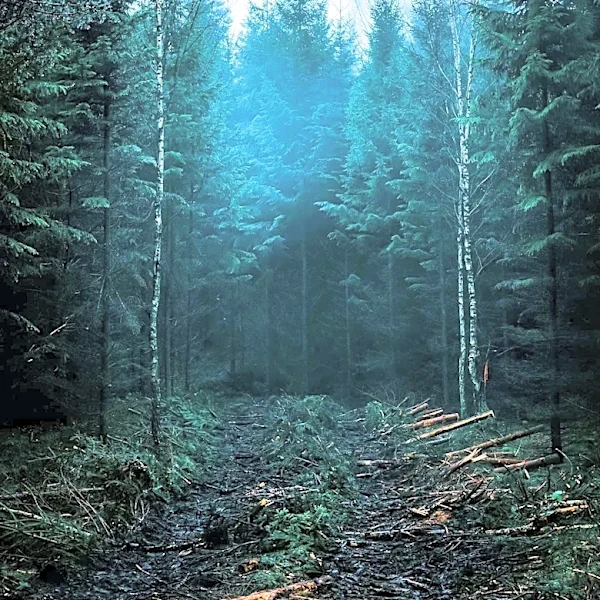 Weyerhaeuser Company's Growth Fueled by 1902 Yacolt Burn and Salvage Logging