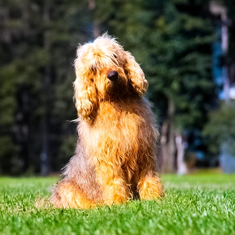 Dog DNA Tests Offer Insights into Health, Behavior, and Breed for Pet Owners