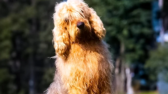 Dog DNA Tests Offer Insights into Health, Behavior, and Breed for Pet Owners