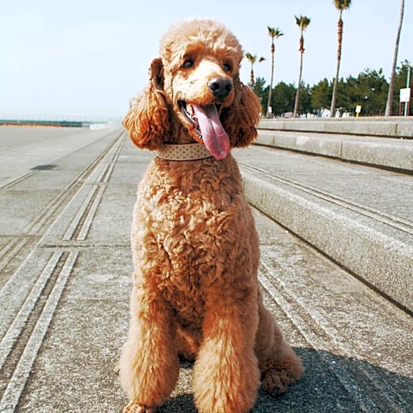 John Legend Celebrates National Dog Day with Giant Poodle Petey and Rescue Dogs