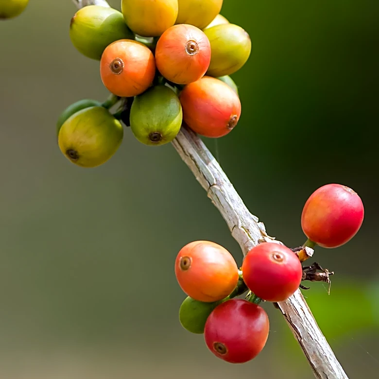New Study Challenges Robusta Coffee's Climate Resilience, Labeling It an 'Internet Myth'