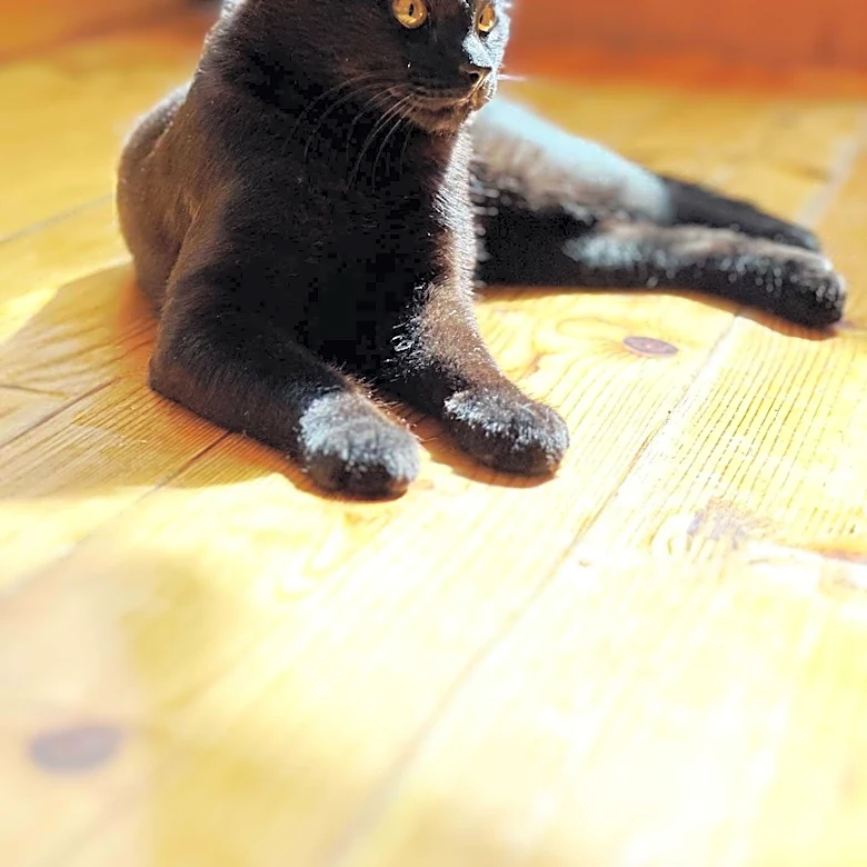 Cottagecore Decor Embraces Black Cat Motifs Beyond Halloween
