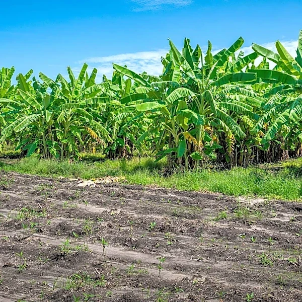 Newfield Development in Florida Integrates 170-Acre Community Farm and Nature Preserve