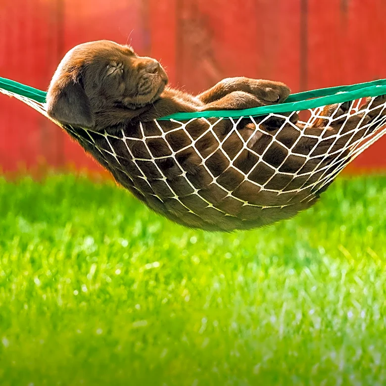 Huntsville Homeowners Advised on Identifying and Treating Flea Habitats in Yards
