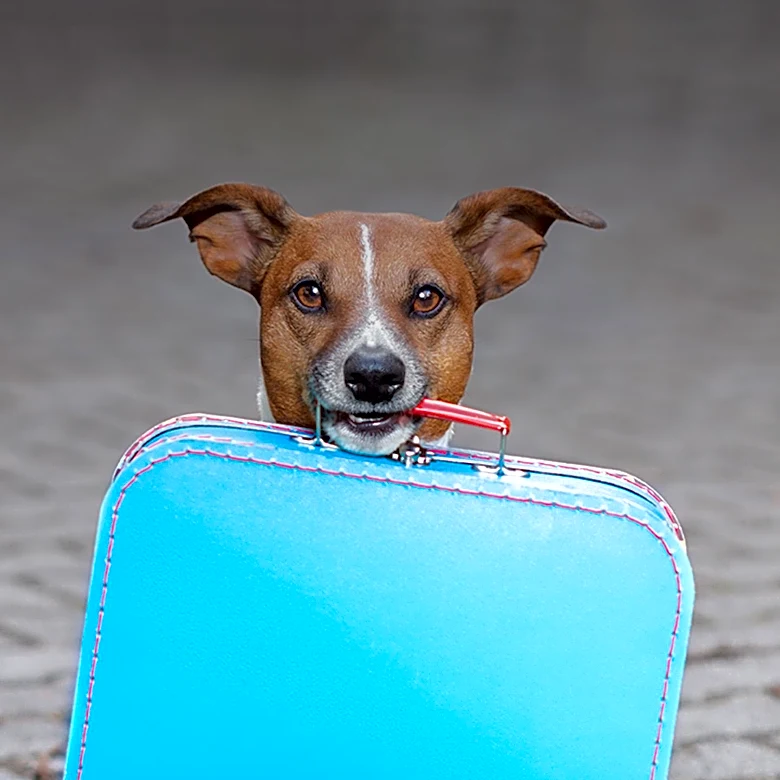 Pet Travel Regulations to UK and EU Require Specific Documentation and Vaccinations