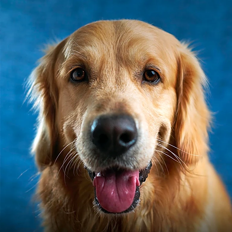 Petco Seeks Sales Associate for Southaven, MS Location, Emphasizing Pet Care and Customer Service